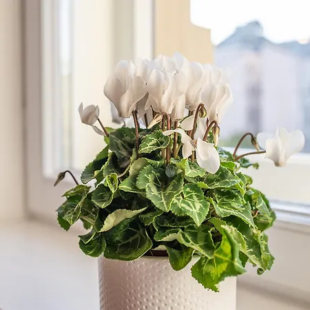 Park View Deluxe 리가