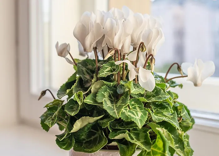 Park View Deluxe Riga